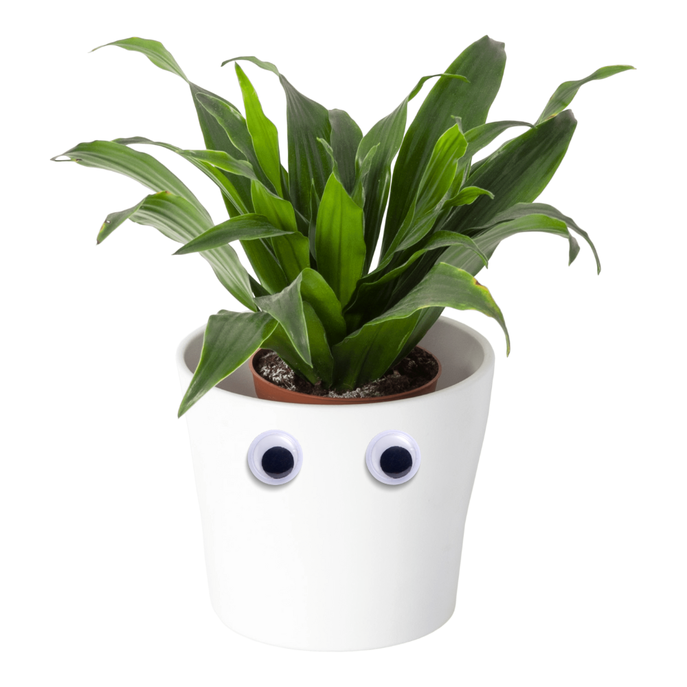 Plant with Googly Eyes